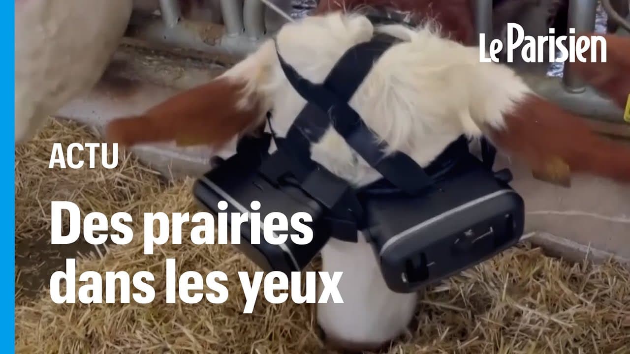 Un éleveur turc équipe ses vaches de lunettes à réalité virtuelle pour produire plus de lait - YouTube