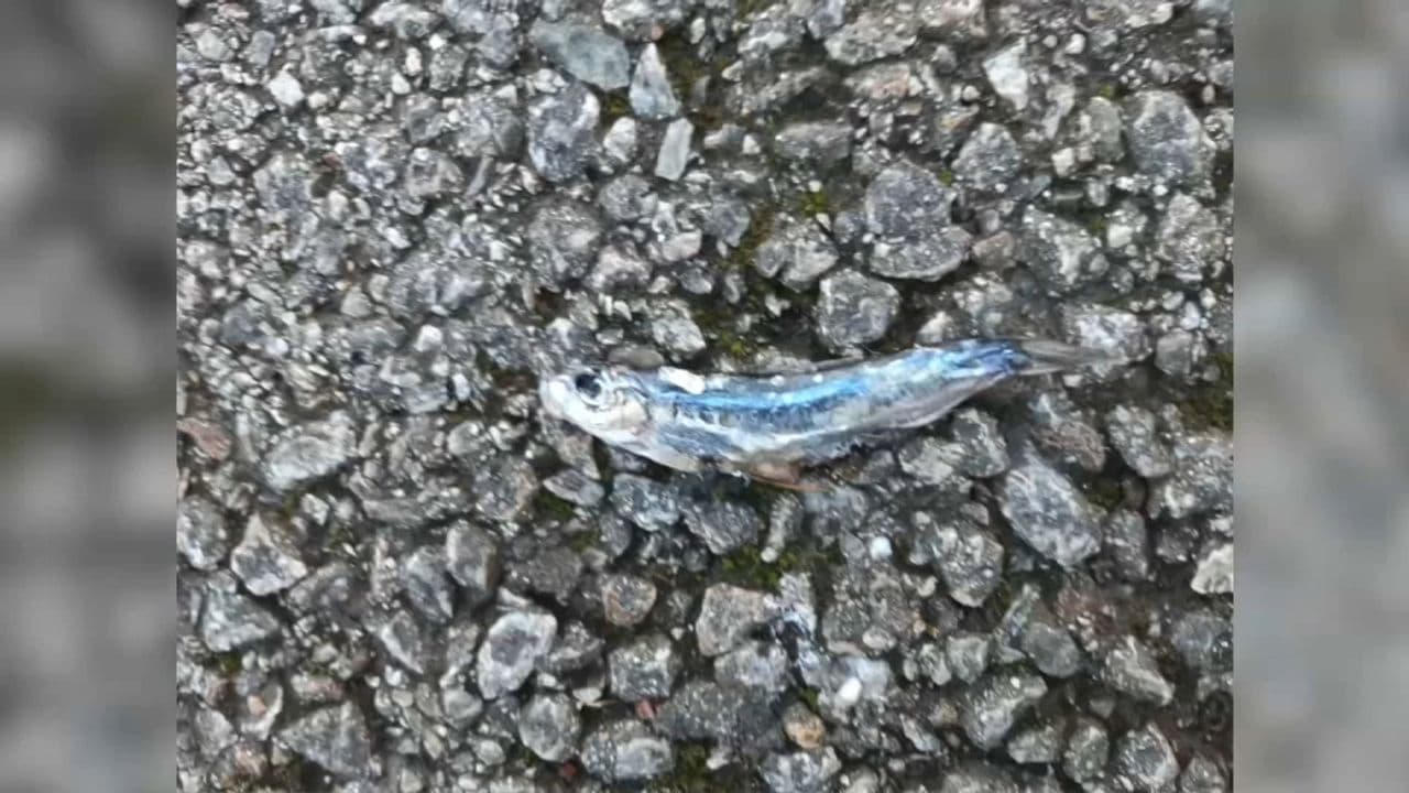 Comment une "pluie" de poissons a-t-elle pu tomber dans un jardin en Bretagne ? | TF1 INFO