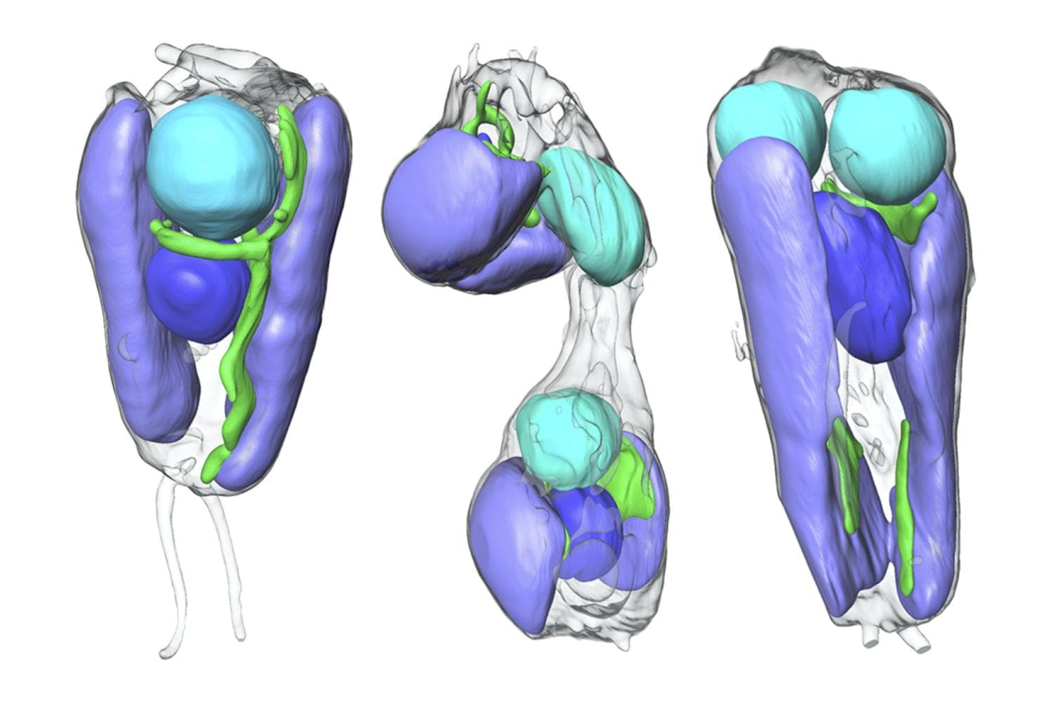 Deux formes de vie ont fusionné lors d'un événement évolutif rarissime